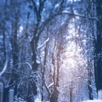 Winter :: Елизавета Иода