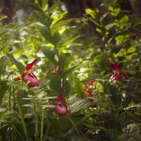 Сибирские орхидеи :: Евгения Вишнякова