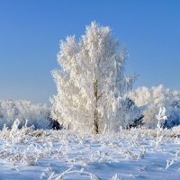 Бело голубая фота :: Нина Штейнбреннер