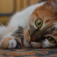 кошачья грусть :: Надежда 
