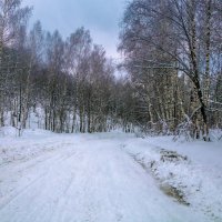 Лесная дорога, вечерело. :: Сергей Исаенко