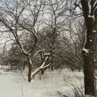 Зимняя прогулка-1 :: Лариника Кузьменко