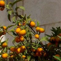 ...В Намангане яблочки зреют ароматные...а у нас в Рамат-Гане -лимоны! :: Элла 