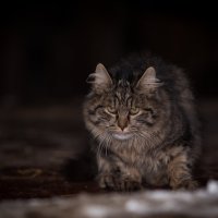 Котэ :: Евгения Цвеклинская