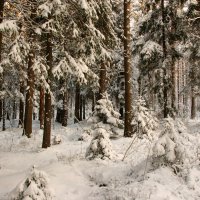 В зимнем лесу :: Виталий Латышонок
