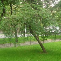 Дерево :: Ольга Дувалкина