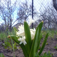 Цветок... :: Владимир Собянин