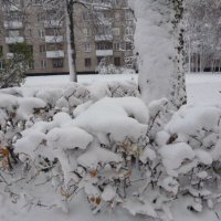 Эх, снег снежок!!! :: Ольга 
