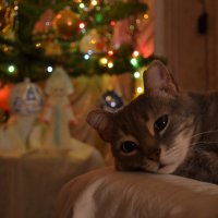 Новогодний кот :: Арина Коломыйцева