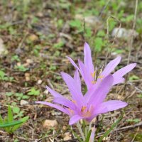 27.11.12 Безвременник, сын первого дождя (Colchicum steveni) :: Борис Ржевский