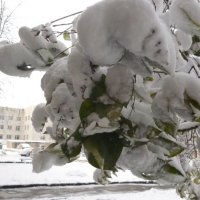 Первый снег :: Ольга 