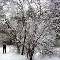 Снег,снег.. :: Александр Садовский