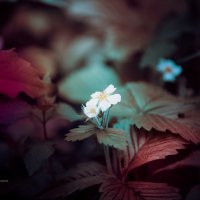 Земные звезды-белые цветы... :: Ангелина Хасанова