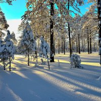 Зимой в лесу!. :: Анатолий Бахтин