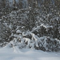 зима в лесу :: Елена Шидловская