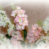 цветы :: Таша Строгая
