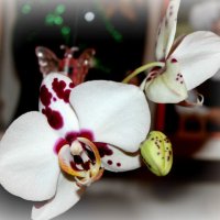 орхидеи :: Таша Строгая