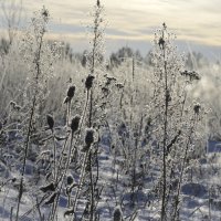 зима :: N. Efimkina