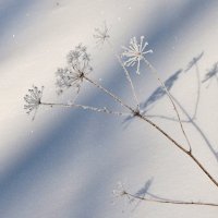 цветы зимой :: Vladislav Rogalev