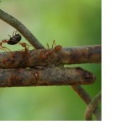 муравьи :: igoryanich 