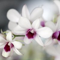 Орхидеи :: Светлана 