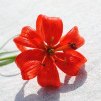 Байкальский цветок. :: Боргель 