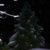 Моя Пихта. Ночной снегопад. :: Svetlana Svet