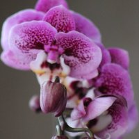 Орхидея :: Елена Миронова