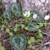 26.11.11 Шафран зимный, crocus hyemalis :: Борис Ржевский