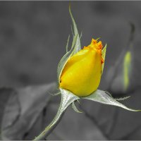 Бутон желтой розы :: Елена Belika