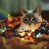 И у кошки новый год :: Антон Шелудков