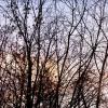 Деревья на закате :: Евгения Анисимова