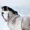 horse :: Elya Vatel
