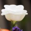 На фоне белой розы :: Gary Snayder