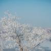 Одинокое, покрытое инеем дерево р.н Усть-Каменогорская ГЭС :: Андрей Акулинин