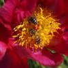 пчелы опыляют цветок :: влад прошин