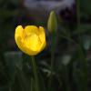 Жёлтый тюльпан :: Светлана Борисова