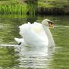 "а белый лебедь на пруду..." :: Оксана Безель
