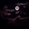 Волшебная ночь Луны :: Анастасия Аникеенко