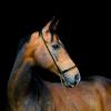 Akhal-Teke stallion :: Alesya Safe