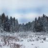 Зимний лес :: Photo-tur.ru 