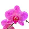 Орхидея :: Дарья Подолянець