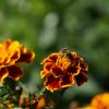 Пчелка :: валерия огородник