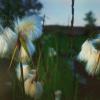 Карельские цветы :: Дарья Михальчик