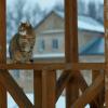 Монастырский кот :: Дмитрий Ф