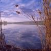 Озеро Сенеж. :: Alexander Antonov
