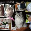 Разворот семейного фотожурнала - Мой кот Бакс :: Oleg Goman