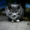 Серый кот :: Евгения Ки