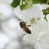 Пчела на цветах вишни :: Ольга Сельницына