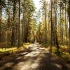 Дорога в лесу :: Дмитрий Новиков